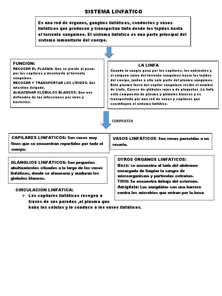 Sistema Linfatico Pdf Sistema Linfático Sangre