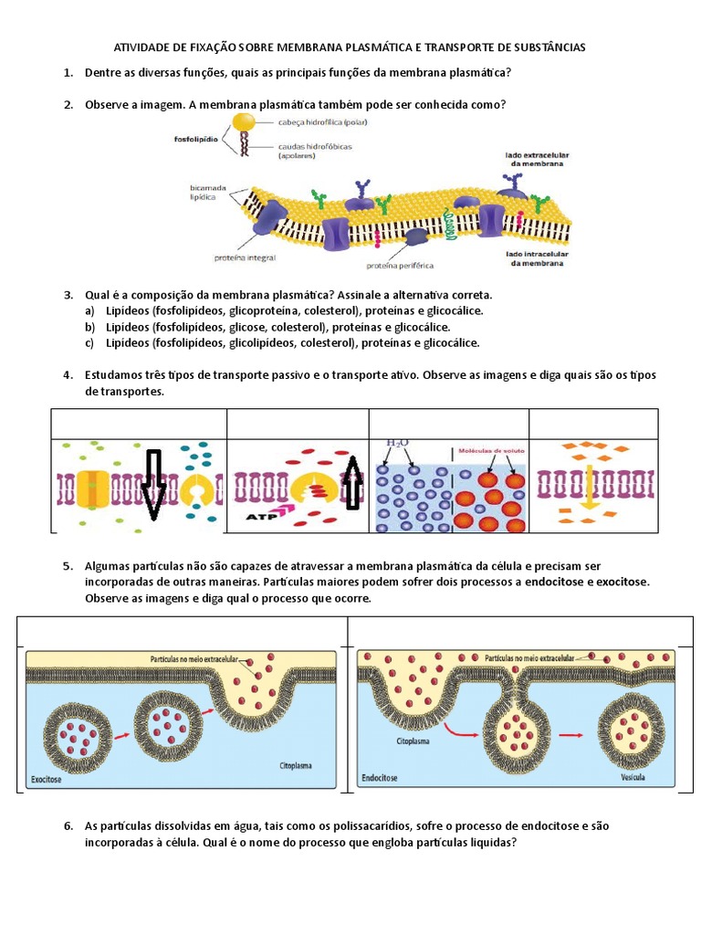 Atividade sobre Membrana Plasmática | PDF