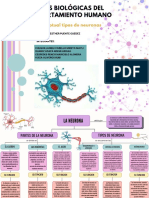 Mapa Conceptual, Tipos de Neurona