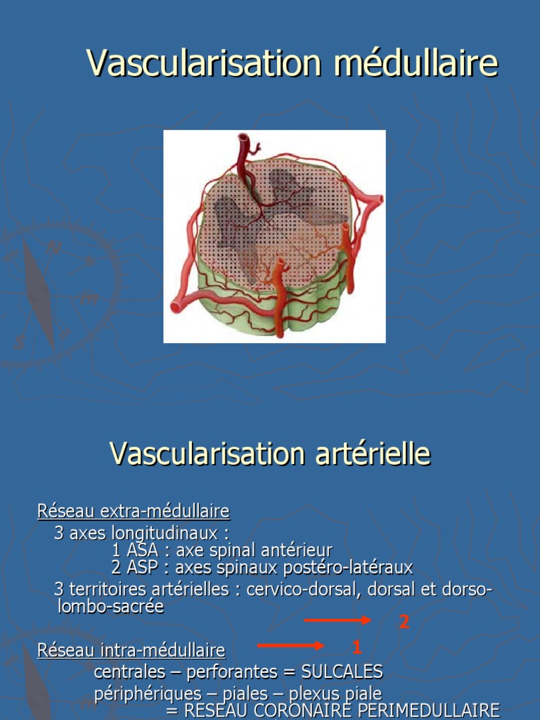 2012 Cours Internes Vascu Medullaire Et Patho Vasculaire de La Moelle — free download