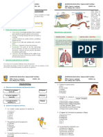 Ficha 7 de Ciencia y Ambiente 4to - La Respiración en Humano y Animales