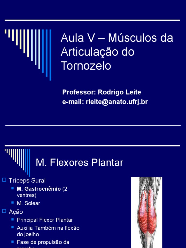 AULA 10 - Complexo Do Joelho - 2019 - 1 | PDF | Joelho | Sistema Locomotor, image size:768x1024