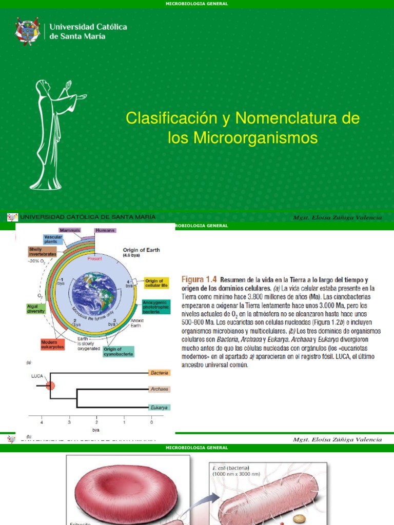 2 Clasificación y Nomenclatura de Los Microorganismos | PDF | Las ...