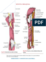 Musculo Braquial