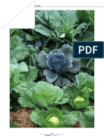 Caracterizacao Fisico-Quimica e Fitoquimica de Cinco Especies de Brassicas 64-69