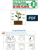 Partes de Una Planta para Ninos de 3 Anos