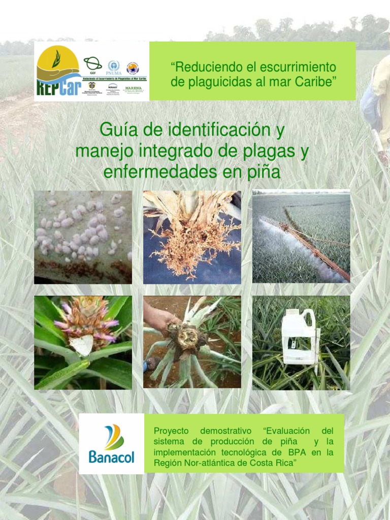 Guía MIP para Plagas en Piña | PDF | Ciencia y matemáticas