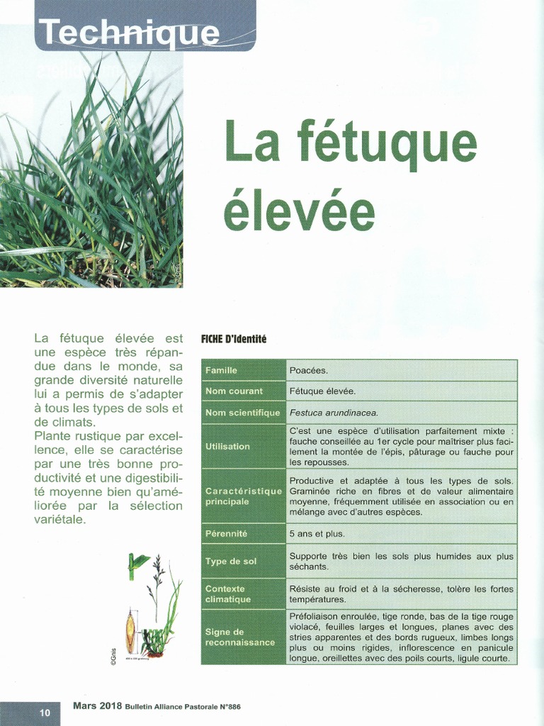 la-fetuque-lev-e-pdf-prairie-foin
