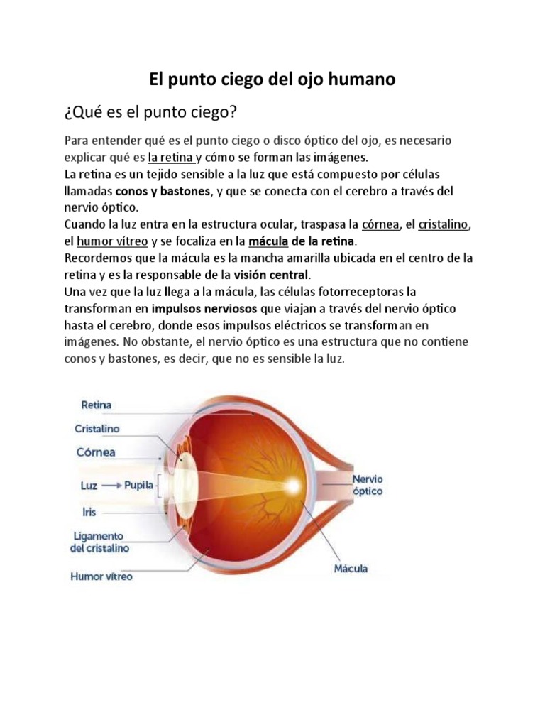 El Punto Ciego Del Ojo Humano | PDF | Ojo | Percepción visual