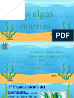 Proyecto Algas Marinas