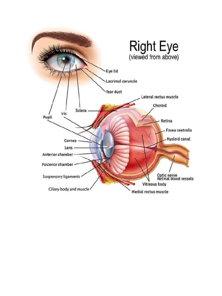 Anatomy of Eye and Ear | PDF
