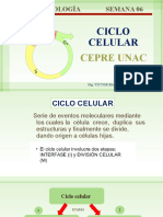 Semana 6 - Ciclo Celular