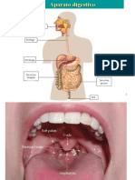 Tracto Digestivo