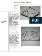 4 Different Types of Human Tissue