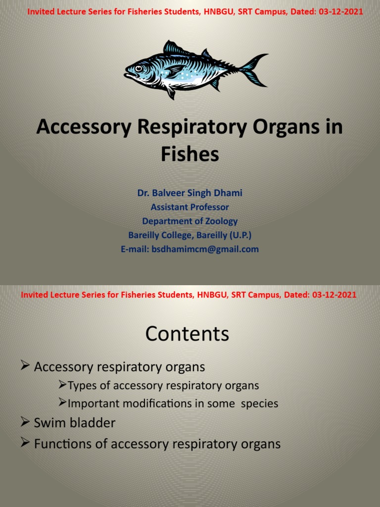 Accessory Respiratory Organs in Fishes PDF Lung Gill
