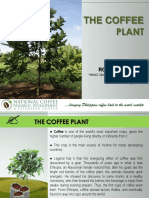 Coffee Plant