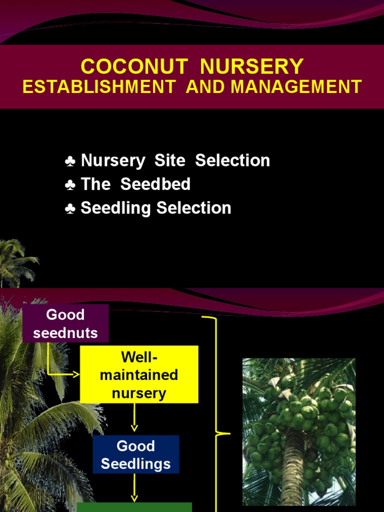 Nursery Establishment PDF Plant Nursery Seedling