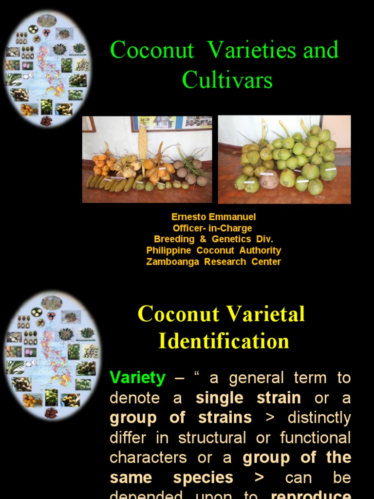 Coco Varieties | PDF | Coconut | Organisms