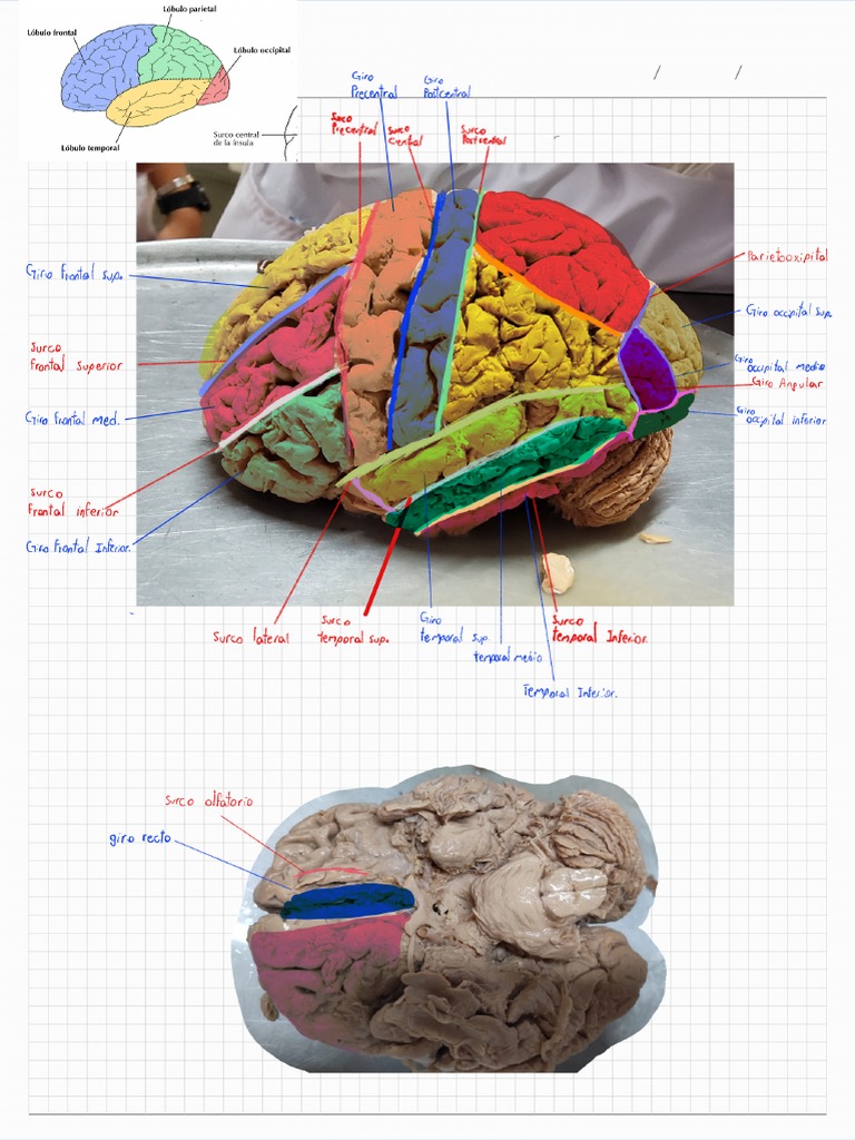 Cerebro | PDF