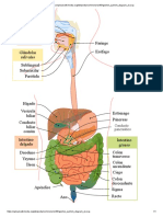 Digestive System Diagram Es