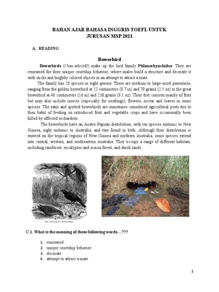 Bowerbird Behavior and Vocabulary Guide | PDF | Ornithology | Organisms