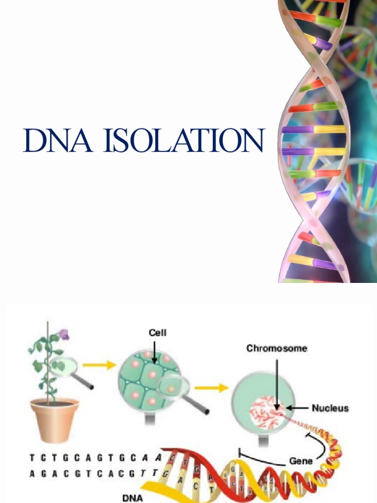 DNA Isolation PDF Cell (Biology) Dna
