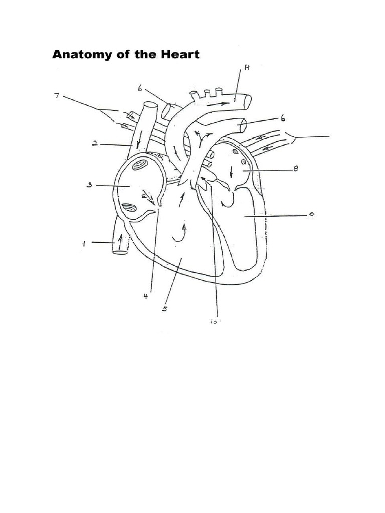 Anatomy | PDF