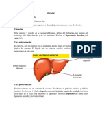 Anatomia Del Higado y Pancreas
