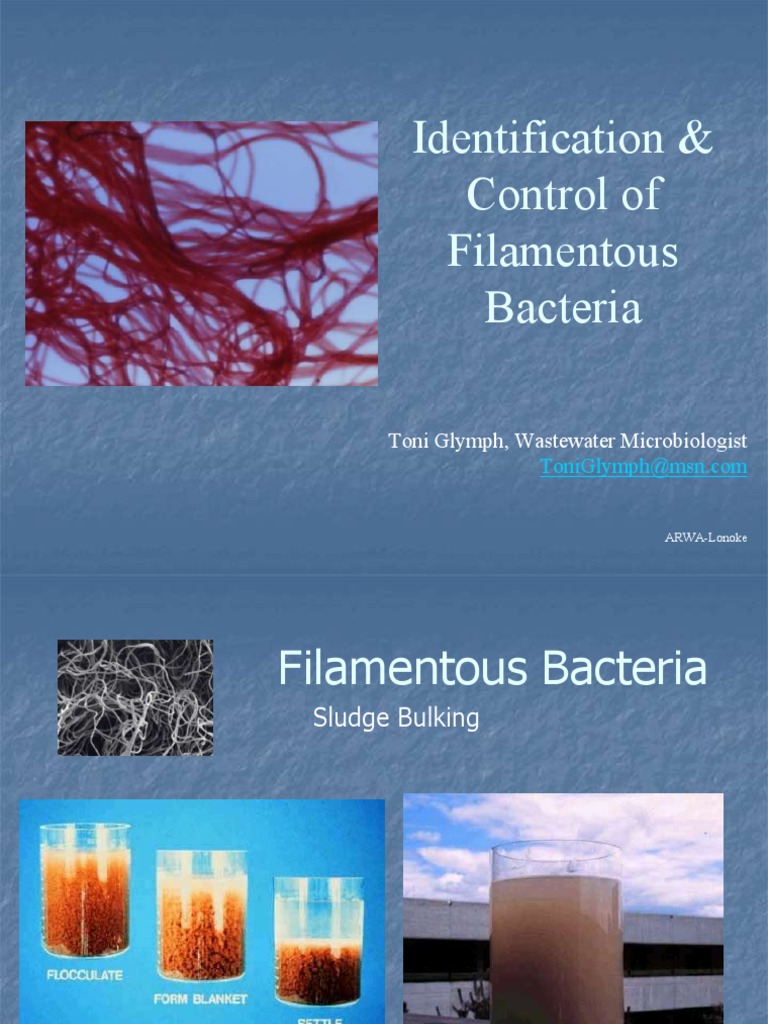 Control of Filamentous Bacteria in Wastewater | PDF | Bacteria | Staining