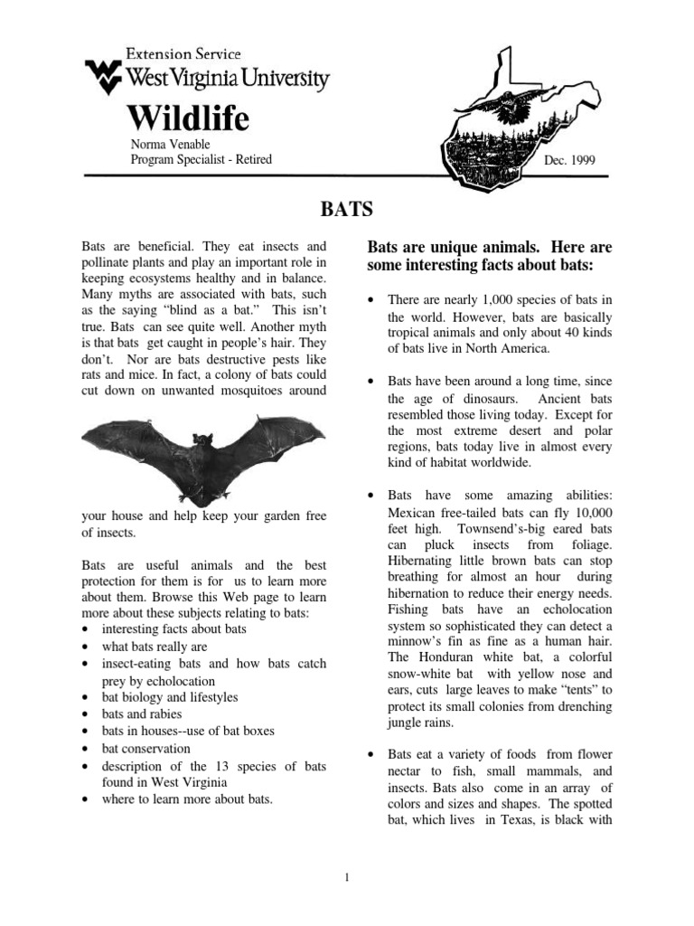 Facts About Bats PDF Bat Insects