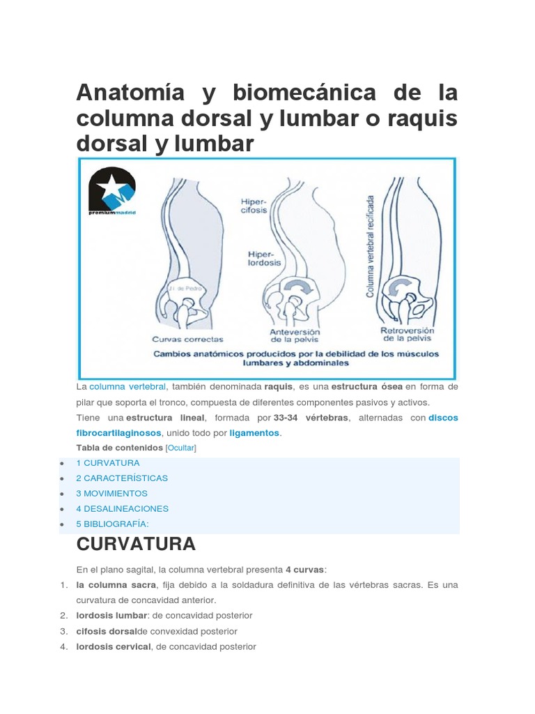 Anatomía y Biomecánica del Raquis Lumbar | PDF | La columna vertebral ...