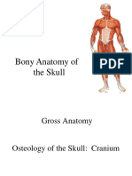 Skull Anatomy