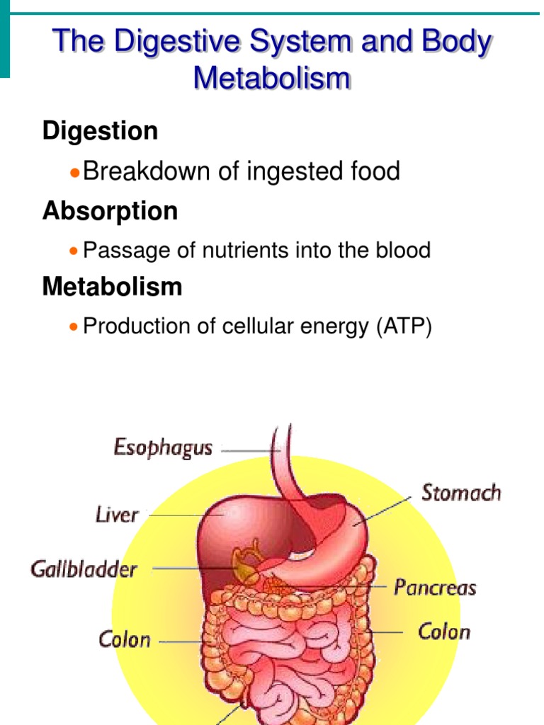 Digestive System Overview and Tips | PDF | Digestion | Small Intestine