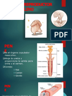 Sistema Reproductor Masculino