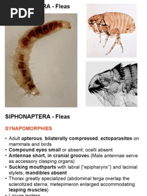 22 Siphonaptera | PDF
