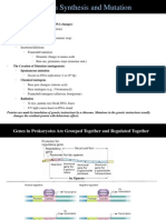 Protein Synthesis and Mutation: Gene Regulation in Prokaryotes Mutation (Permanent, Heritable DNA Changes)