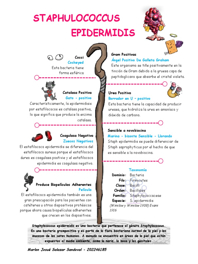 Procariotas PDF Las bacterias Hongo