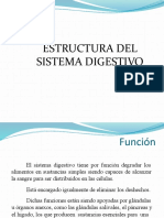 101 Estructura del sistema digestivo