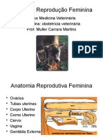 Aula Anatomia Reprodução Fêmea