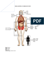 Anatomy of The Human Body
