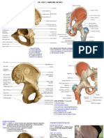CLASE 1. Osteologia M.I. - Region Glutea