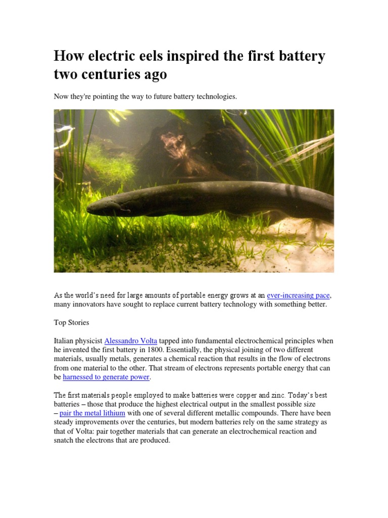 How Electric Eels Inspired The First Battery Two Centuries Ago PDF
