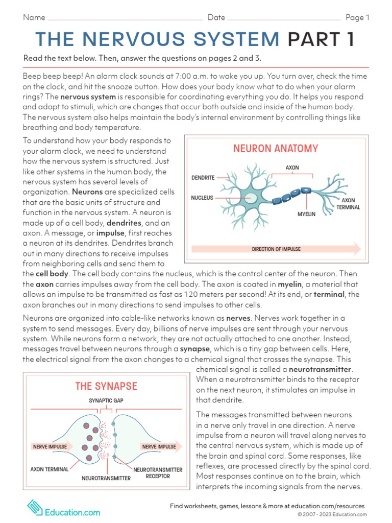 Understanding the Nervous System Basics | PDF | Neuron | Nervous System