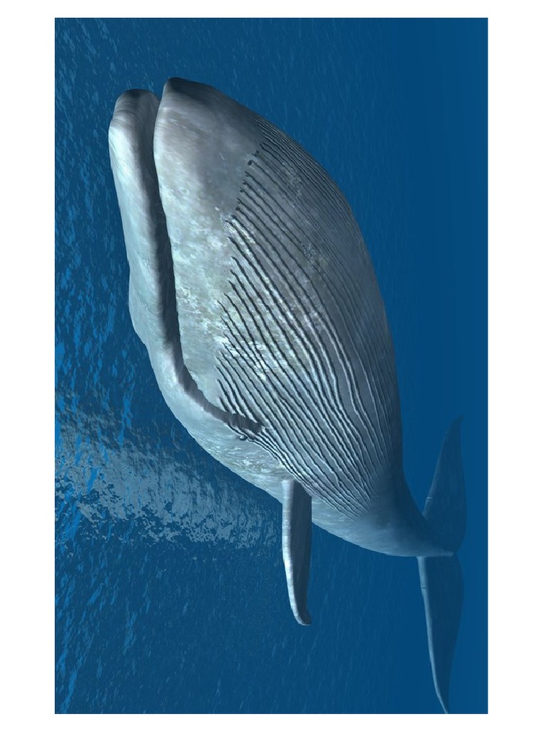 Ballena 2 | PDF