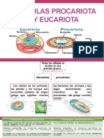 Celulas Procariota y Eucariota