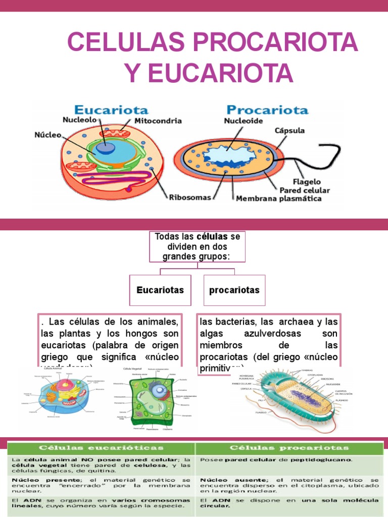 Diferencias entre células eucariotas y procariotas | PDF | Biología ...