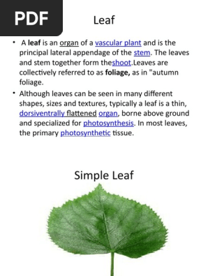 Leaf