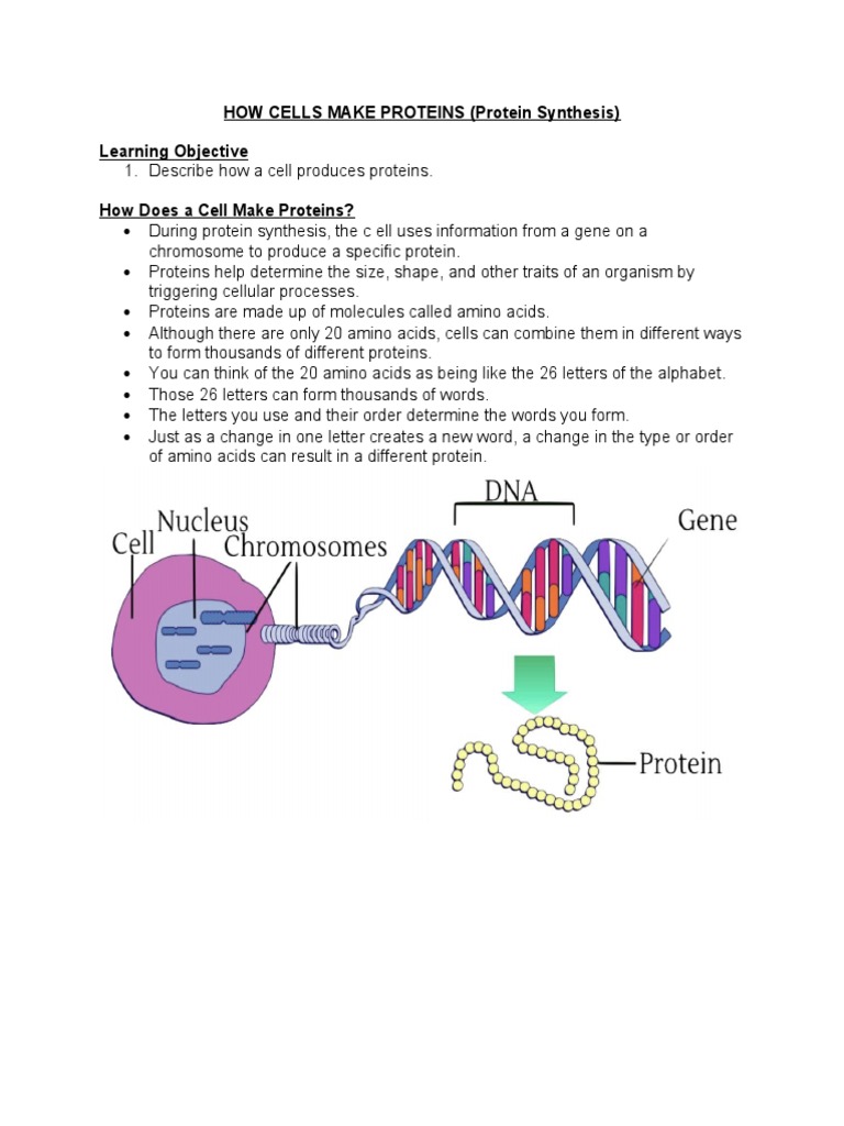 HOW CELLS MAKE PROTEINS GR 7 Lesson Notes PDF Rna Dna