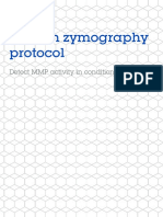 Gelatin Zymography Protocol MMP 9