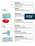 Specialised Cells